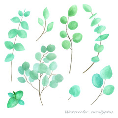 Eucalyptus watercolor set. Botanical illustration for wedding invitations, wallpaper, printing, textile.