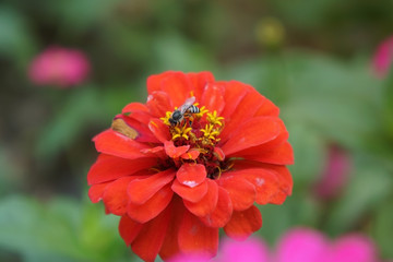 A bee perched on a red zinnia flower. Soft focus. 