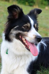 Owczarek border collie na tle zielonej trawy