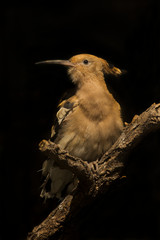  Eurasian hoopoe (Upupa epops).