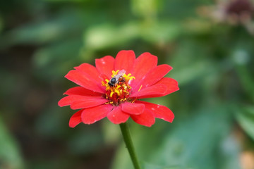 The small bee clings on the beautiful red Zinnia flower. soft focus.