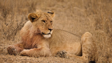 Close-up of a lioness sitting in the natural habitat of the steppe of Tanzania