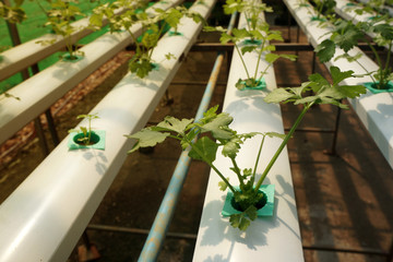 Hydroponic of Celery farm growing in greenhouse. Interior of the farm hydroponics. Vegetables farm in hydroponics.