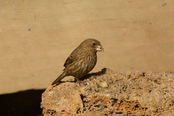 House finch (Haemorhous mexicanus) .