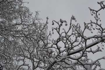 white snow lies on tree branches against the sky, snow-covered branches against the sky, beautiful and snowy winter