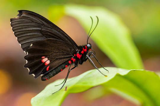 Emerald-patched Cattleheart - Parides sesostris, beautiful colored apollo from South American forests and bushes, Ecuador.