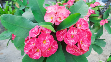 Red Poi Sian flower