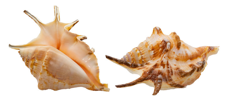 Seashells on a white background in different angles