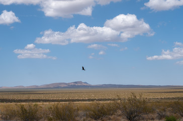 Bird in the desert of california during a road trip