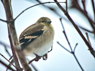 goldfinch in winter