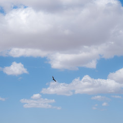 Bird in the desert of california during a road trip