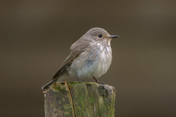 Spotted Flycatcher