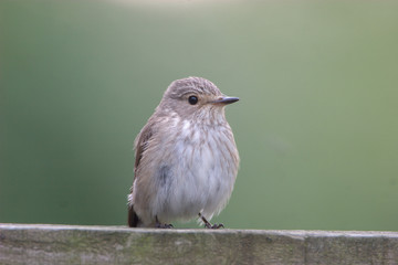 Spotted Flycatcher