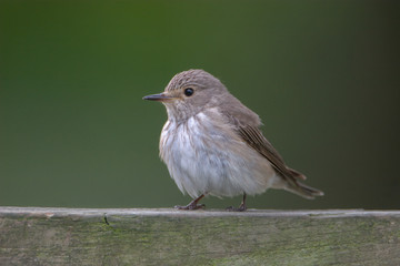 Spotted Flycatcher