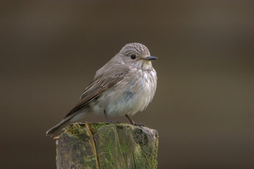 Spotted Flycatcher