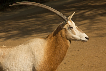 Scimitar oryx, scimitar-horned oryx, Sahara oryx (Oryx dammah).