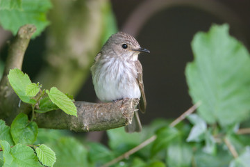 Spotted Flycatcher