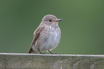 Spotted Flycatcher