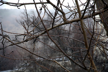tree branches with raindrops in rainy weather