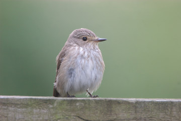 Spotted Flycatcher