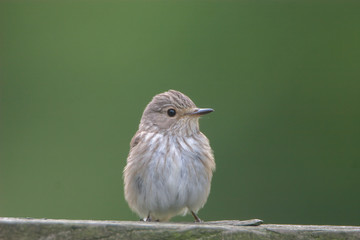 Spotted Flycatcher