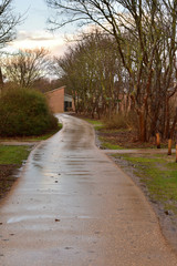 Asfaltowa droga wśród drzew z kałużami po deszczu.