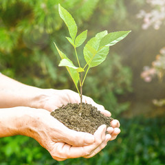 Old wrinkled hands holding a green young plant, earthy handful sunlight, blurred green background. Elderly woman hands are planting the seedlings into the soil. Ecology, life, Earth Day concept.