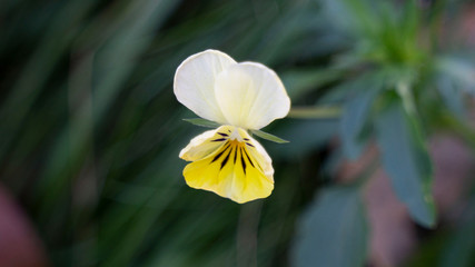 Exceptionally small and beautiful flower