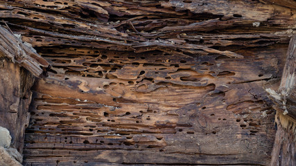 Old wood damaged by bark beetle