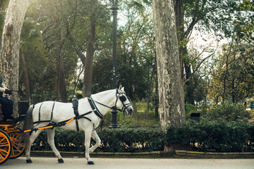 Horse pulling a carriage walking in the park