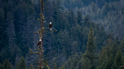 Two bald eagles using a dead tree as a viewing plattform, BC, Canada.