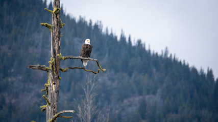 A bald eagle looking for prey from a dead tree in BC, Canada.