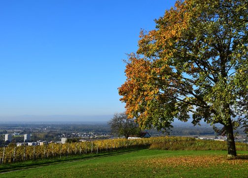 view past a tree in Autumn colors on  Schutterlindenberg towards the town of Hugsweier and industrial district in Lahr, Baden Germany