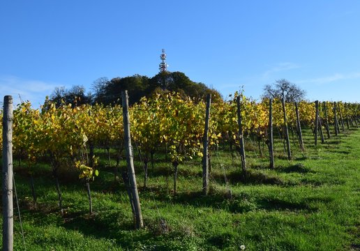 low angle view past a vineyard towards the summit of the Schutterlindenberg, Lahr Baden Germany