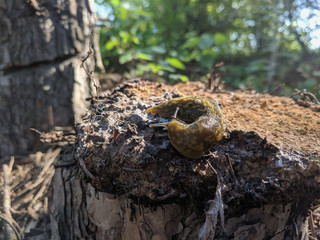 Cute snail warmed by the spring sun