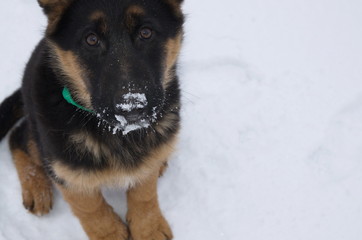Winter day. On a white snowy ground, in the fresh air, a German shepherd puppy walks.