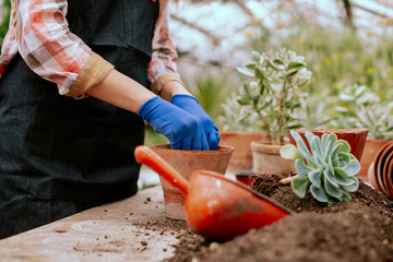 In front of the camera process of planting a decorative flower into a pot very carefully gardener working