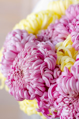 chrysanthemum