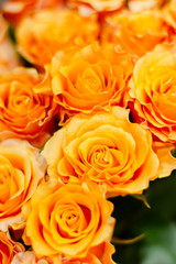 orange rose