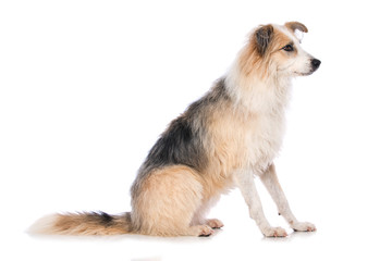 Cross breed dog sitting laterally on white background
