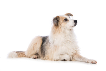 Cross breed dog lying laterally on white background