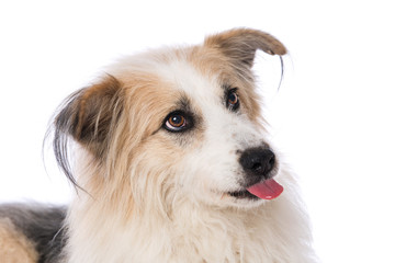 Dog sticks out its tongue