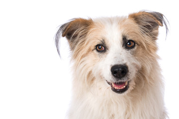 Portrait of a cute dog