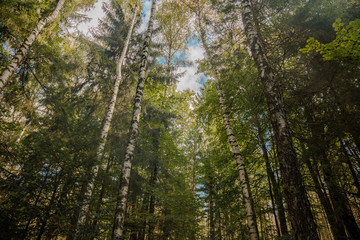 birch high trees highland forest spring time landscape scenic view