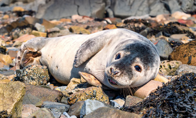 Funny seals at the beach of North Sea. The Holy Island of Lindisfarne. Northumberland. UK