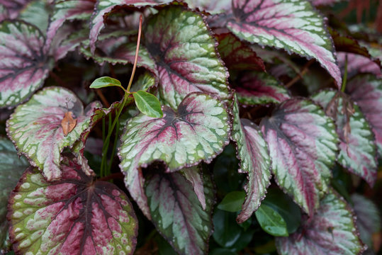 Rex Begonia