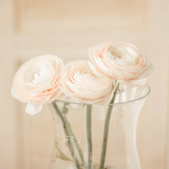 Ranunculus