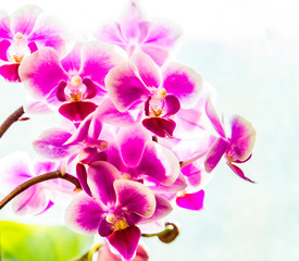 Fototapeta na wymiar Pink purple white Phalaenopsis or Moth dendrobium Orchid flower in winter in home window tropical garden. Floral nature background. Selective focus.