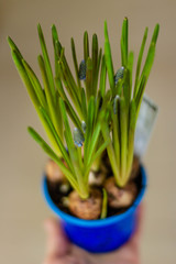 Spring flowers in pot