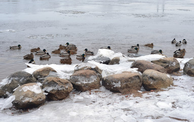 Obraz premium Granite stones on the river bank.
